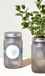 Garden Jar - Mint<br>Indoor Kit by Modern Sprout